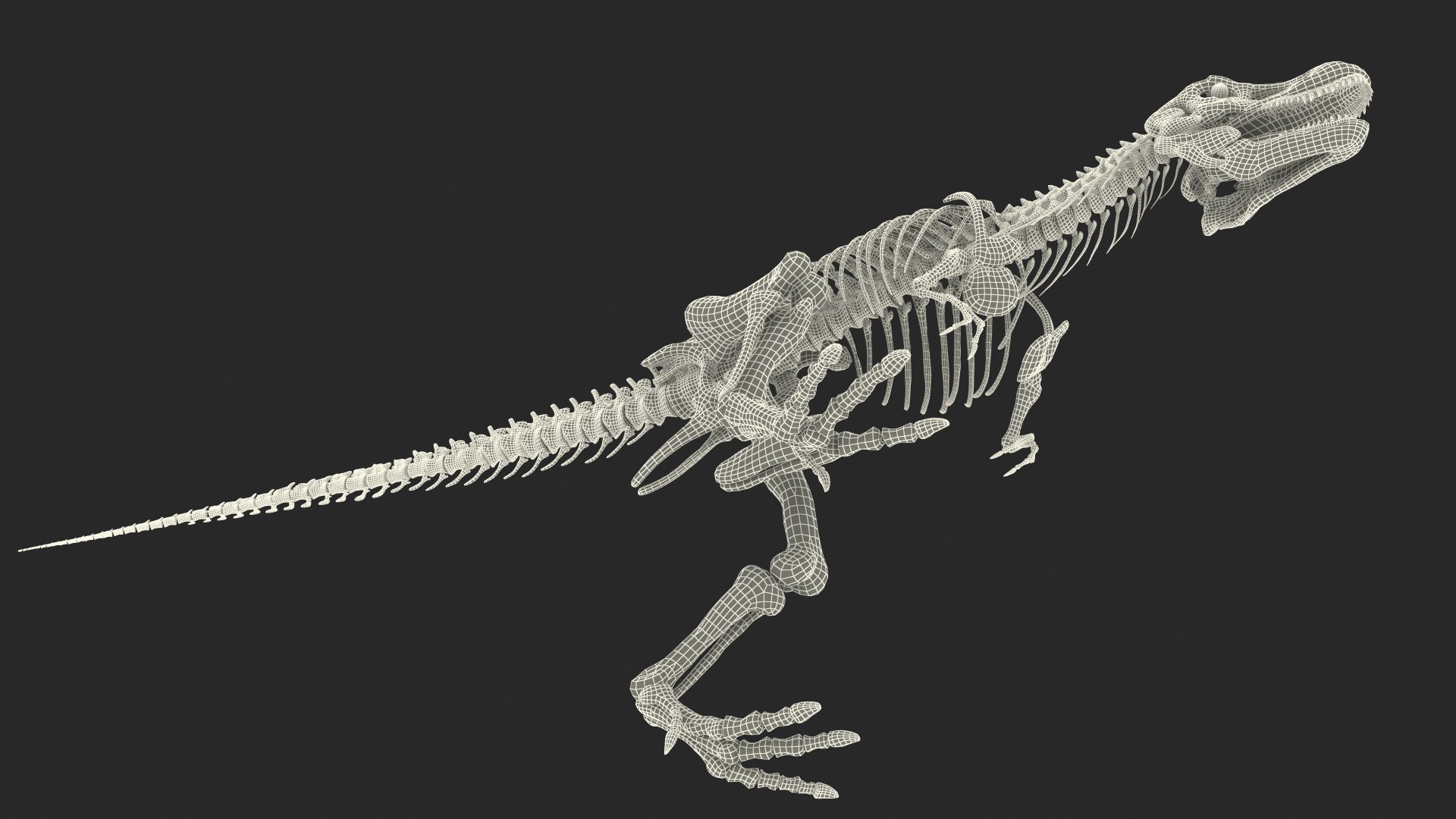 Tyrannosaurus rex skeleton fossil 3D model - TurboSquid 1483911