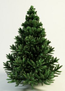 3d model picea spruce