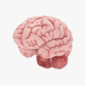 Human Brain