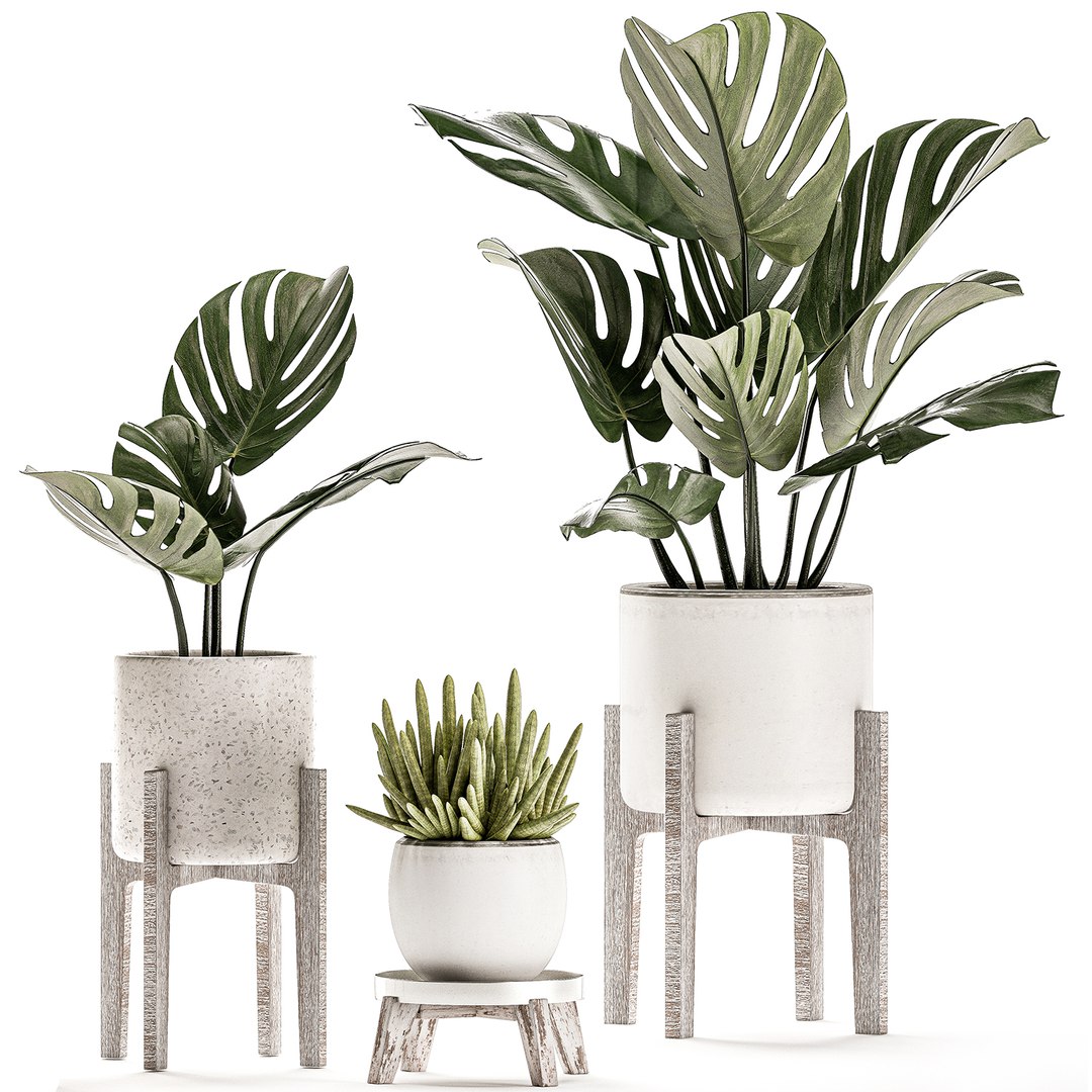 3D decorative plants interior white - TurboSquid 1544411