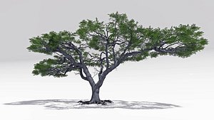 3D African Acacia Tree-S4