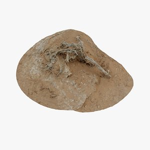 Dry Bush 04 - Scan 3D model