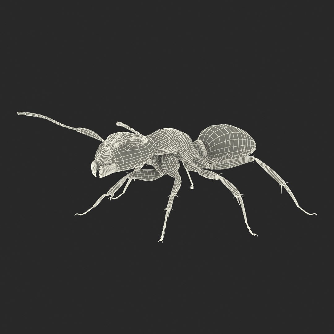 black ant rigged 3d c4d https://p.turbosquid.com/ts-thumb/Gg/HORlP4/60pZBzh0/blackantriggedcinemac4d3dmodel42/jpg/1478360708/1920x1080/fit_q87/5b54a4d436c481c19e823117c81cac5c7efdc1e3/blackantriggedcinemac4d3dmodel42.jpg