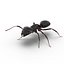 Black Ant Rigged for Cinema 4D