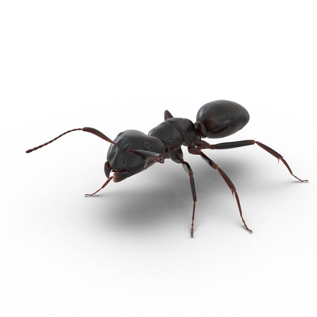 black ant rigged 3d c4d https://p.turbosquid.com/ts-thumb/Gg/HORlP4/7IqwWK63/black_ant_rigged_362/jpg/1478360969/1920x1080/turn_fit_q99/a9a5b1351ee2234acf9524024dee38f9c7fc35f1/black_ant_rigged_362-1.jpg
