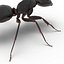 Black Ant Rigged for Cinema 4D