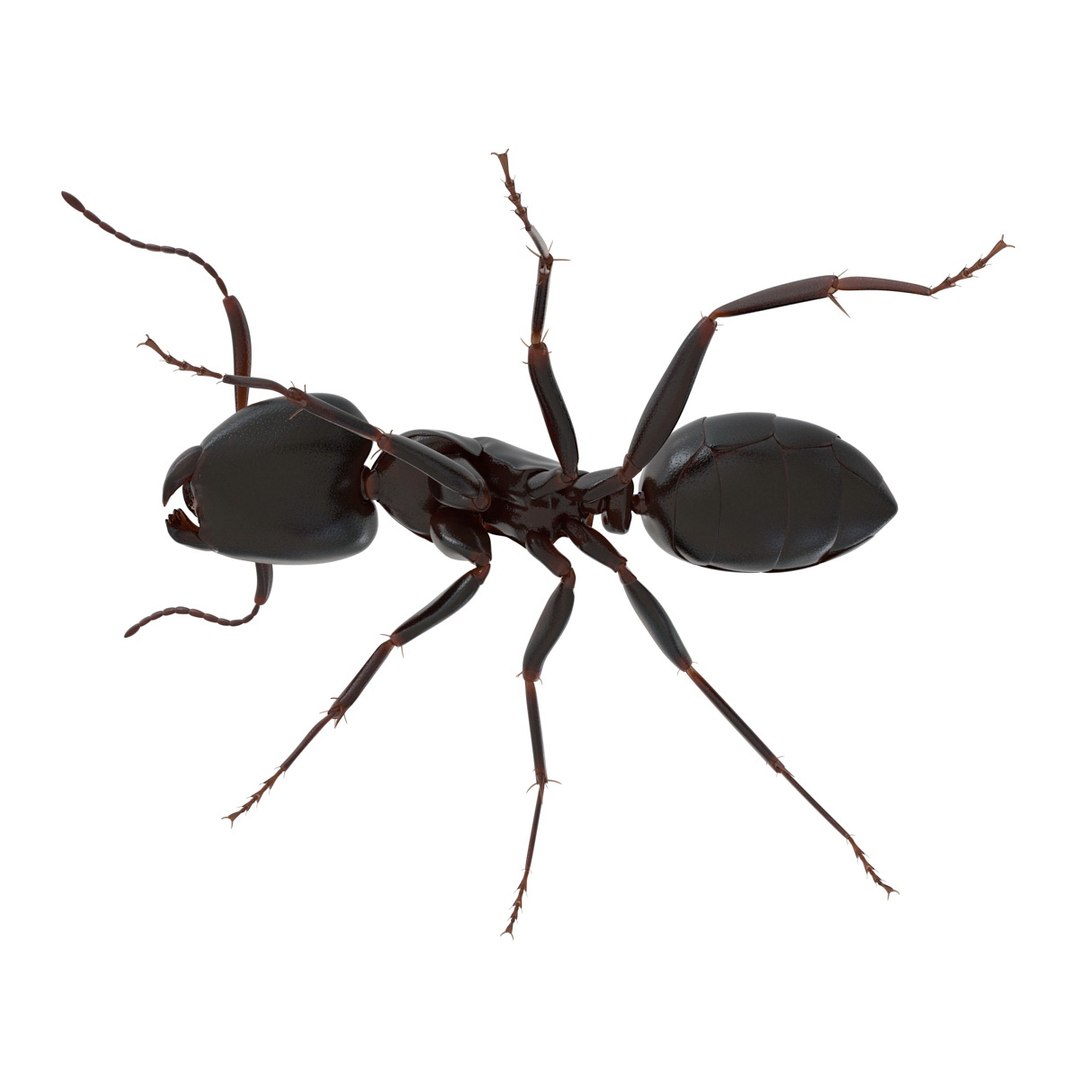 black ant rigged 3d c4d https://p.turbosquid.com/ts-thumb/Gg/HORlP4/DpMixgjX/blackantriggedcinemac4d3dmodel21/jpg/1478360707/1920x1080/fit_q87/6d417e72d79f95bb73ab89ecebd3834ee61f8325/blackantriggedcinemac4d3dmodel21.jpg