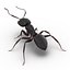 Black Ant Rigged for Cinema 4D