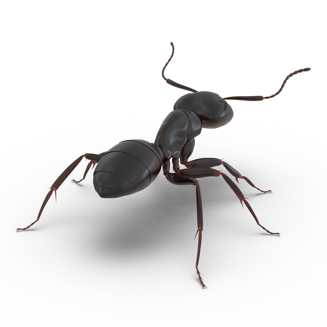 black ant rigged 3d c4d https://p.turbosquid.com/ts-thumb/Gg/HORlP4/Hfd63ADi/blackantriggedcinemac4d3dmodel19/jpg/1478360707/1920x1080/fit_q87/253d8f8c41346284d2a458ba3d5b7bfe0626b2d2/blackantriggedcinemac4d3dmodel19.jpg