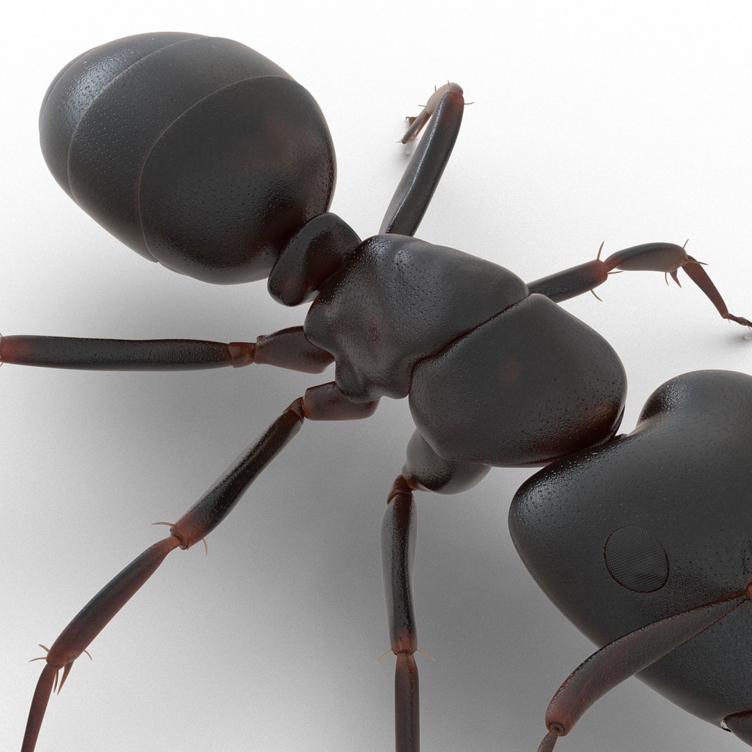 black ant rigged 3d c4d https://p.turbosquid.com/ts-thumb/Gg/HORlP4/ILPAFge3/blackantriggedcinemac4d3dmodel28/jpg/1478360708/1920x1080/fit_q87/7c0b5d77e175c2be98be173df7fc0440e559c9d1/blackantriggedcinemac4d3dmodel28.jpg