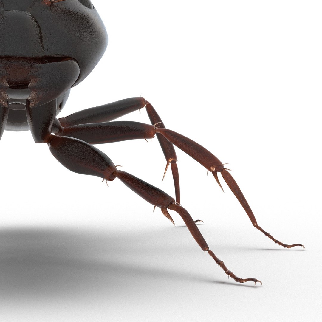 black ant rigged 3d c4d https://p.turbosquid.com/ts-thumb/Gg/HORlP4/IlCzG834/blackantriggedcinemac4d3dmodel31/jpg/1478360708/1920x1080/fit_q87/bc6b085b6c8a90a8dba40be23929570bbc49a3dc/blackantriggedcinemac4d3dmodel31.jpg