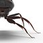 Black Ant Rigged for Cinema 4D