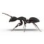 Black Ant Rigged for Cinema 4D