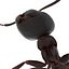Black Ant Rigged for Cinema 4D