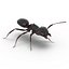 Black Ant Rigged for Cinema 4D