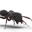 Black Ant Rigged for Cinema 4D