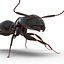 Black Ant Rigged for Cinema 4D