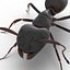 Black Ant Rigged for Cinema 4D
