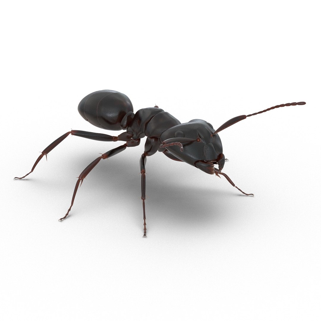 black ant rigged 3d c4d https://p.turbosquid.com/ts-thumb/Gg/HORlP4/iwK2euDC/blackantriggedcinemac4d3dmodel16/jpg/1478360707/1920x1080/fit_q87/e7301fe2bed0f22ffbd1cf1738996bde1409ce6b/blackantriggedcinemac4d3dmodel16.jpg