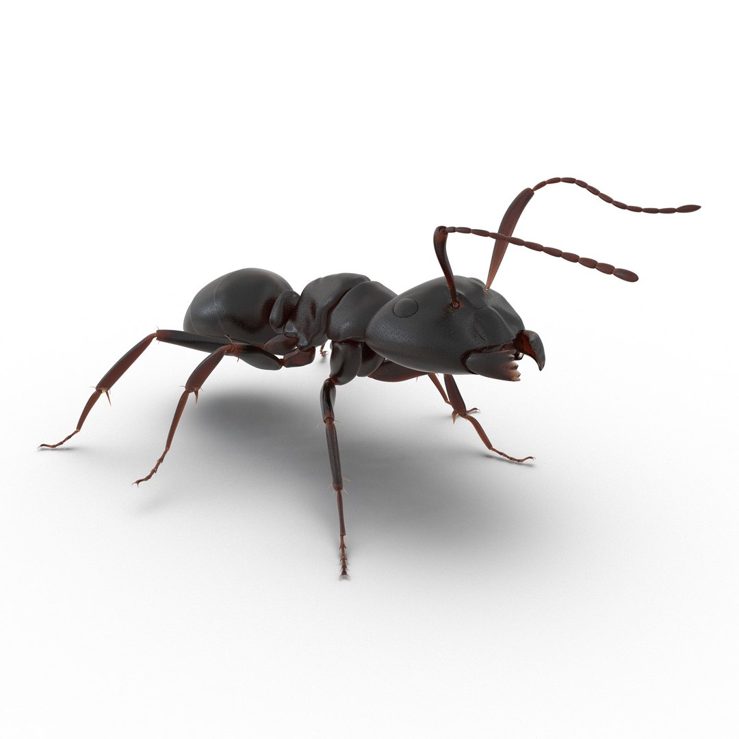 black ant rigged 3d c4d https://p.turbosquid.com/ts-thumb/Gg/HORlP4/qgEzfH5Z/blackantriggedcinemac4d3dmodel01/jpg/1478360707/1920x1080/fit_q87/6fc9160ab2d580fbb9bc0c72f80d7b391e89f7b4/blackantriggedcinemac4d3dmodel01.jpg