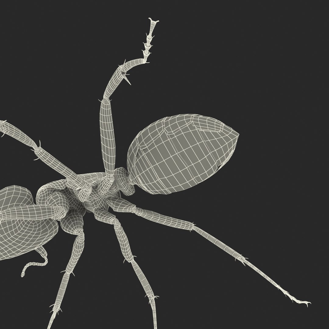 black ant rigged 3d c4d https://p.turbosquid.com/ts-thumb/Gg/HORlP4/sFdaTu3k/blackantriggedcinemac4d3dmodel48/jpg/1478360708/1920x1080/fit_q87/ca7e1dd036edcd626c93ef0ef515191ac64128e9/blackantriggedcinemac4d3dmodel48.jpg