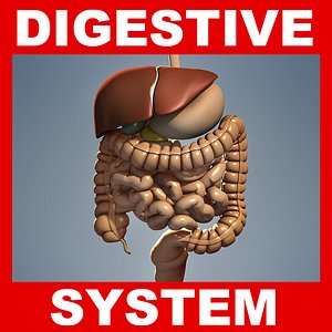 anatomy 3d 3ds
