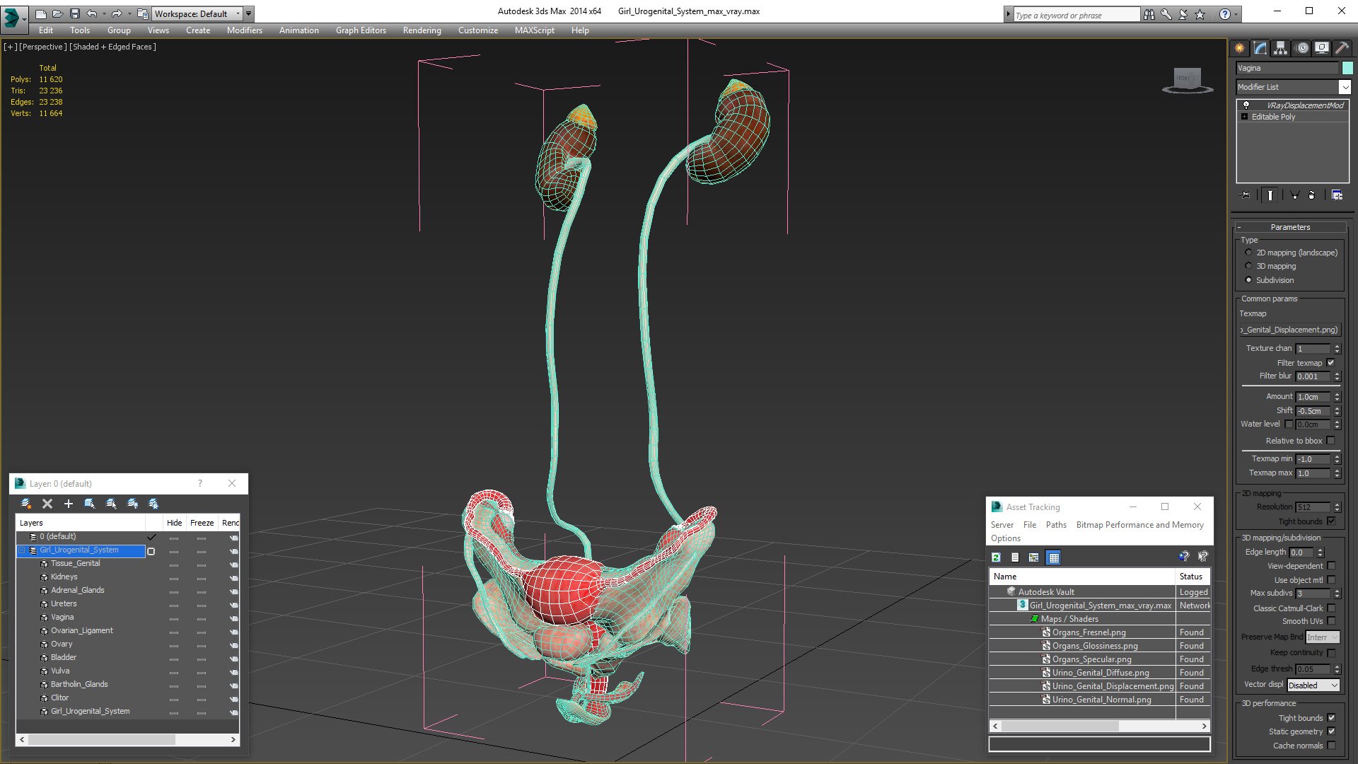 Girl Urogenital System 3D https://p.turbosquid.com/ts-thumb/Gg/NXbqnk/1S/girlurogenitalsystem3dsmodel020/jpg/1661744876/1920x1080/fit_q87/44bb501b91aae13406a85eeb5bb15bd79f2b7c6e/girlurogenitalsystem3dsmodel020.jpg