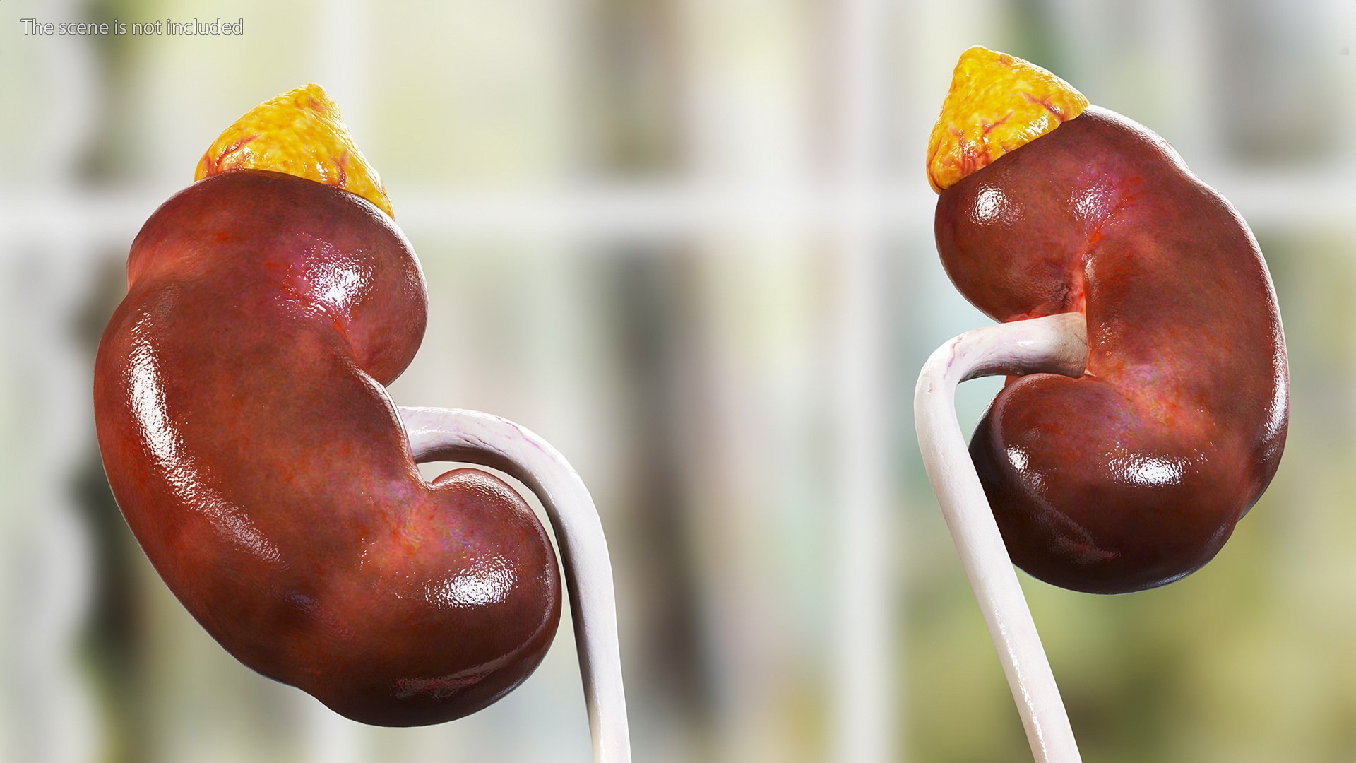 Girl Urogenital System 3D https://p.turbosquid.com/ts-thumb/Gg/NXbqnk/52/girlurogenitalsystem3dsmodel007/jpg/1661744835/1920x1080/fit_q87/fd8c8496980bcf7cf25ee9f5bb58ad2907e400dd/girlurogenitalsystem3dsmodel007.jpg