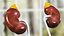 Girl Urogenital System
