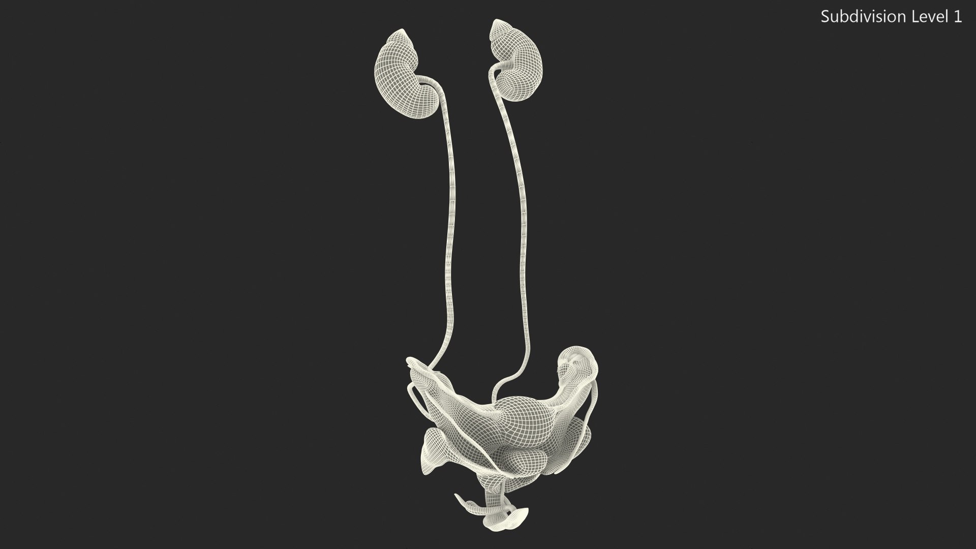 Girl Urogenital System 3D https://p.turbosquid.com/ts-thumb/Gg/NXbqnk/KB/girlurogenitalsystem3dsmodel017/jpg/1661744866/1920x1080/fit_q87/8531700822a8bc9036ed6c738d24017d2c8ef887/girlurogenitalsystem3dsmodel017.jpg