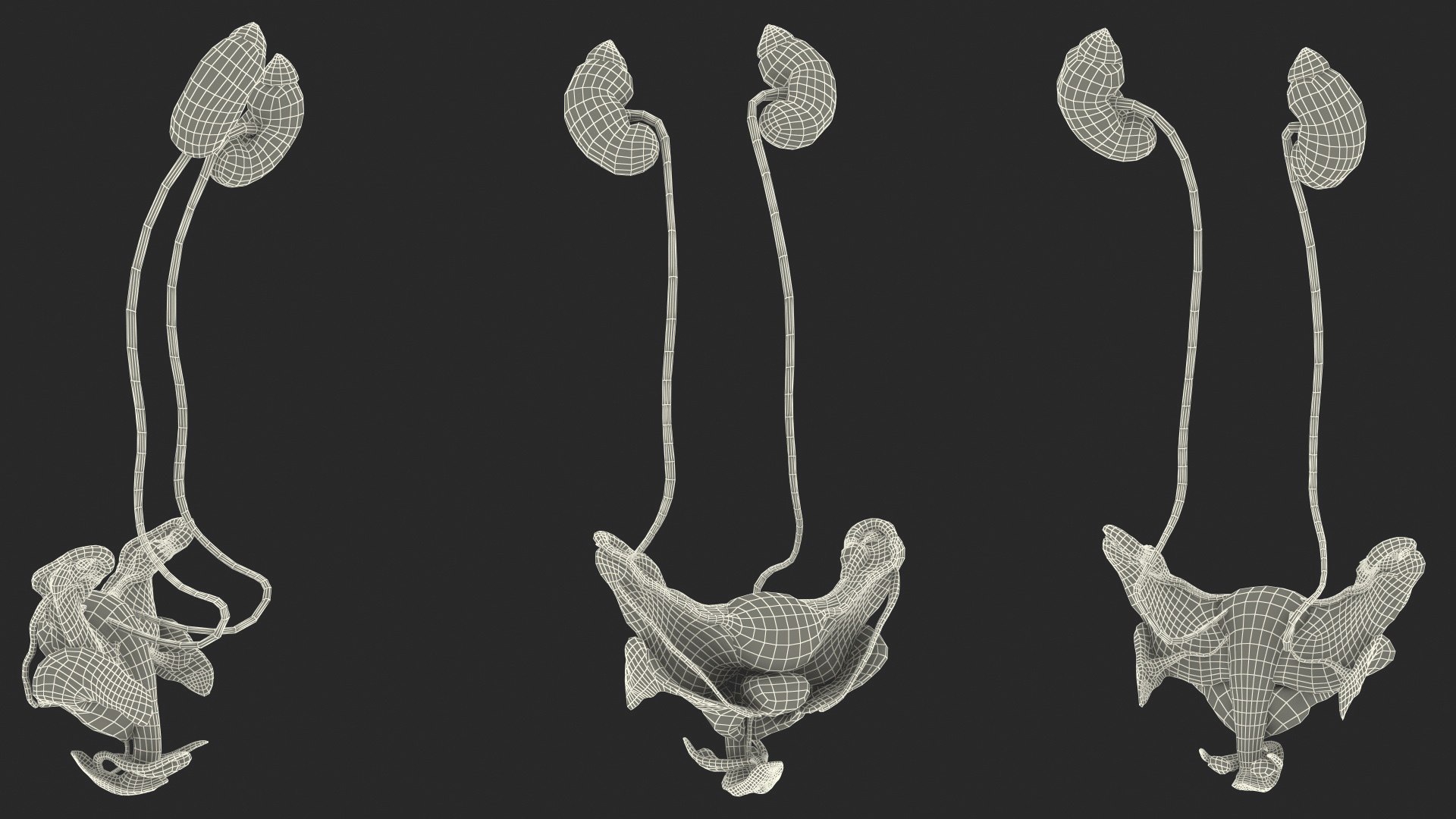 Girl Urogenital System 3D https://p.turbosquid.com/ts-thumb/Gg/NXbqnk/LI/girlurogenitalsystem3dsmodel025/jpg/1661744894/1920x1080/fit_q87/ce1d813586333f112f9fb15f18d27763510f0cd8/girlurogenitalsystem3dsmodel025.jpg