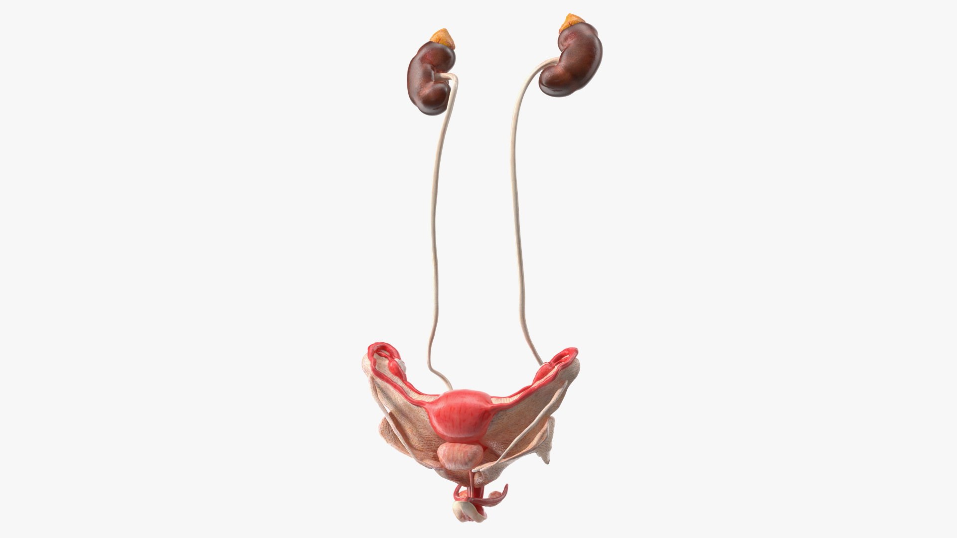 Girl Urogenital System 3D model preview