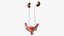 Girl Urogenital System