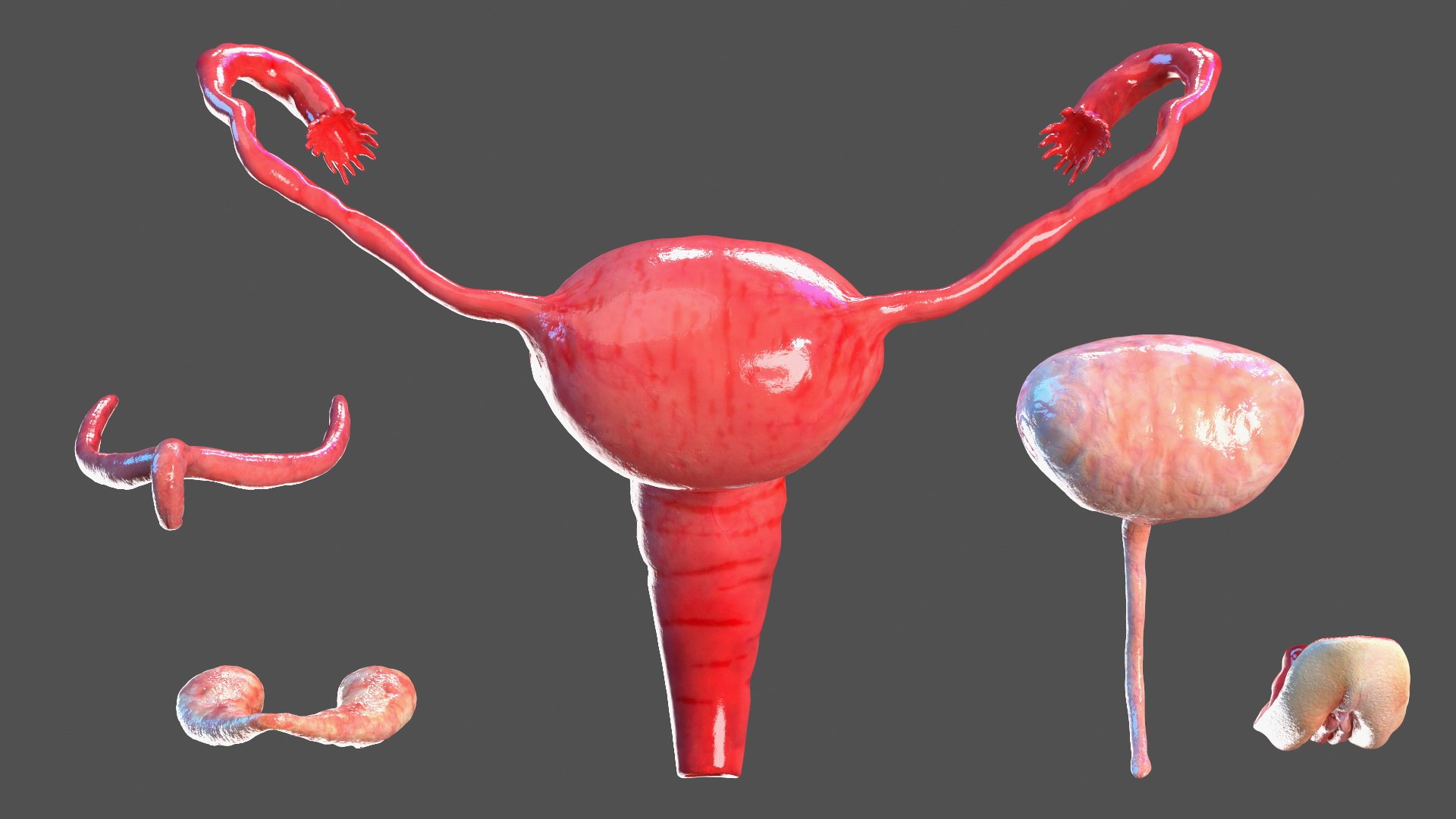 Girl Urogenital System 3D https://p.turbosquid.com/ts-thumb/Gg/NXbqnk/PH/girlurogenitalsystem3dsmodel003/jpg/1661744822/1920x1080/fit_q87/f10d3f25be6f34c65d2860cb66b245ab61f29018/girlurogenitalsystem3dsmodel003.jpg