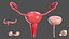 Girl Urogenital System