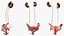 Girl Urogenital System