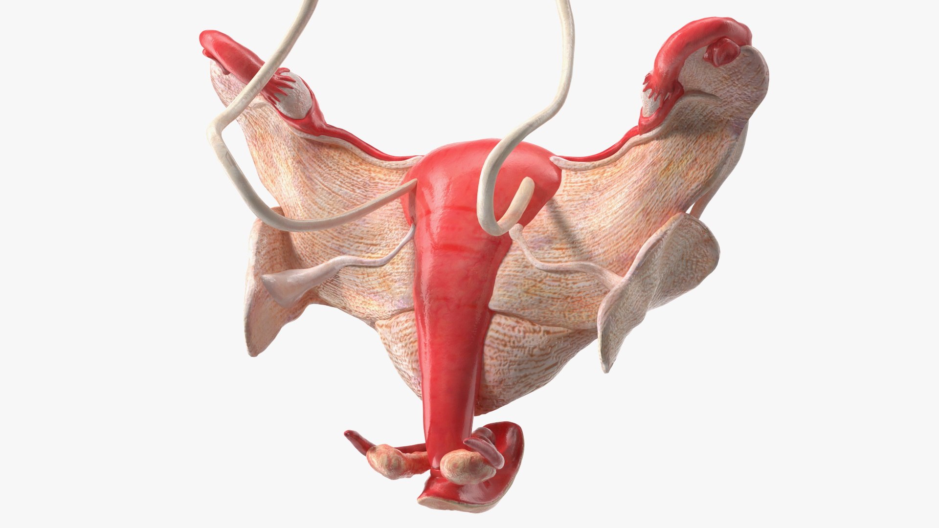 Girl Urogenital System 3D https://p.turbosquid.com/ts-thumb/Gg/NXbqnk/Wn/girlurogenitalsystem3dsmodel013/jpg/1661744854/1920x1080/fit_q87/bd0013607ea7817a7d1a961ee4e1661eac09a287/girlurogenitalsystem3dsmodel013.jpg