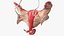 Girl Urogenital System