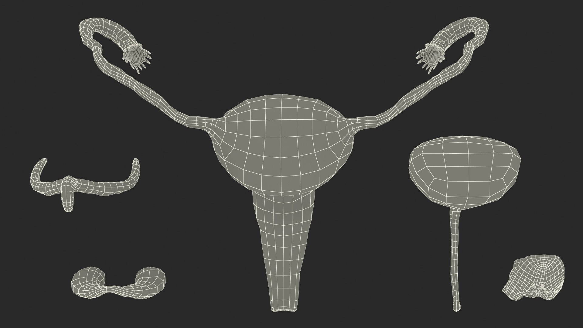 Girl Urogenital System 3D https://p.turbosquid.com/ts-thumb/Gg/NXbqnk/cK/girlurogenitalsystem3dsmodel029/jpg/1661744907/1920x1080/fit_q87/fe6296e72befdb462f815bf32ea811e61c168110/girlurogenitalsystem3dsmodel029.jpg