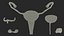 Girl Urogenital System
