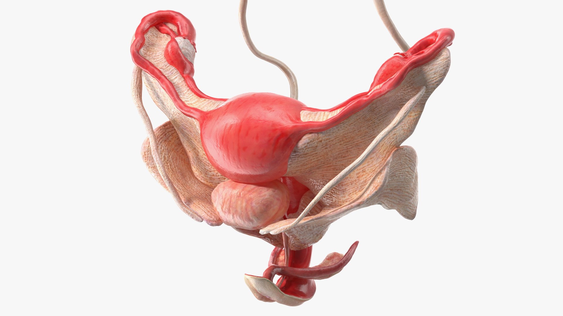 Girl Urogenital System 3D https://p.turbosquid.com/ts-thumb/Gg/NXbqnk/k5/girlurogenitalsystem3dsmodel012/jpg/1661744851/1920x1080/fit_q87/6ffc787a2f8bcd64dda82bf43a5a57b05108c328/girlurogenitalsystem3dsmodel012.jpg