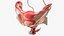 Girl Urogenital System