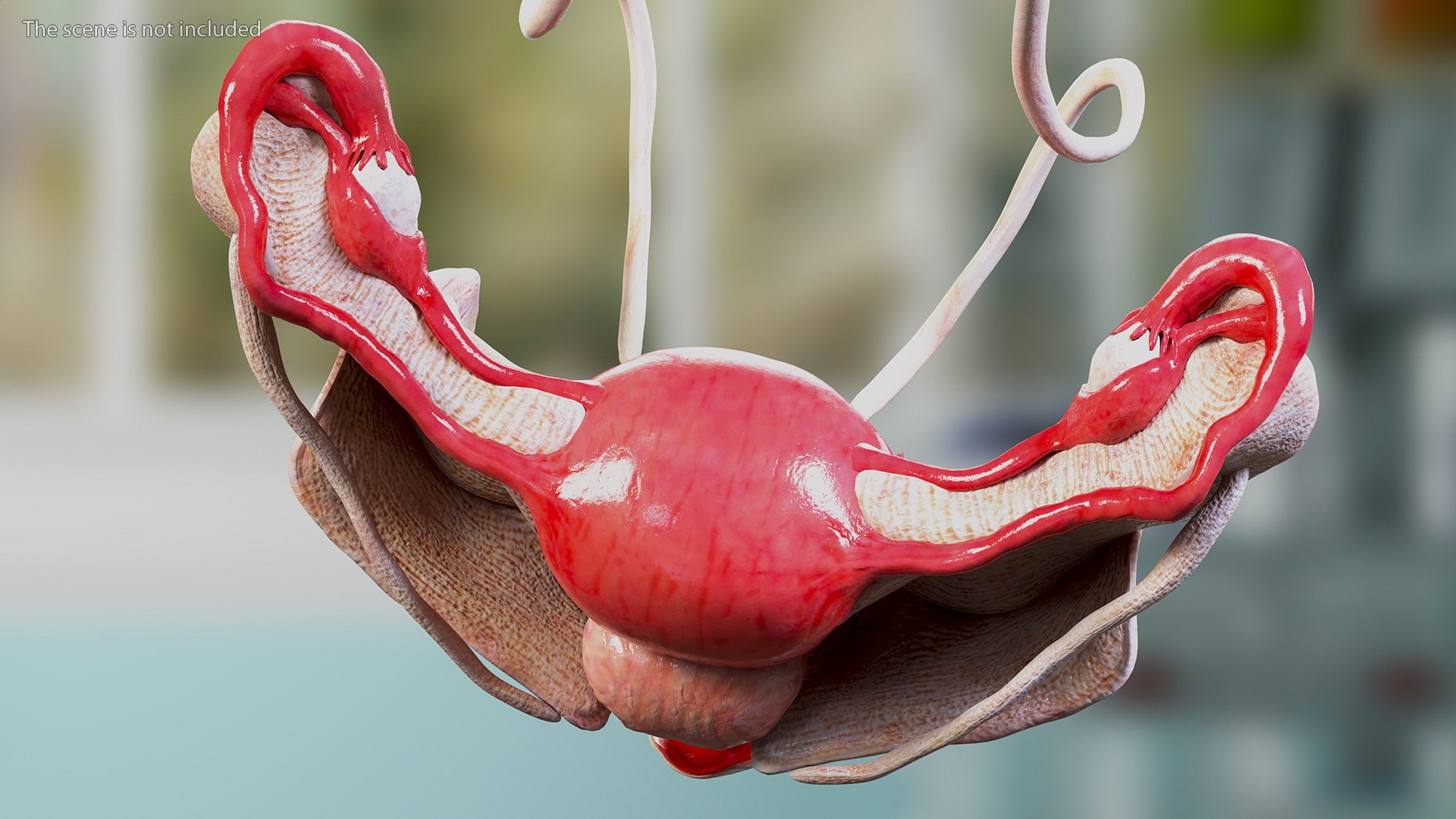 Girl Urogenital System 3D https://p.turbosquid.com/ts-thumb/Gg/NXbqnk/m1/girlurogenitalsystem3dsmodel010/jpg/1661744845/1920x1080/fit_q87/75eec20db53ba8791c559401db40660990c3f9e0/girlurogenitalsystem3dsmodel010.jpg