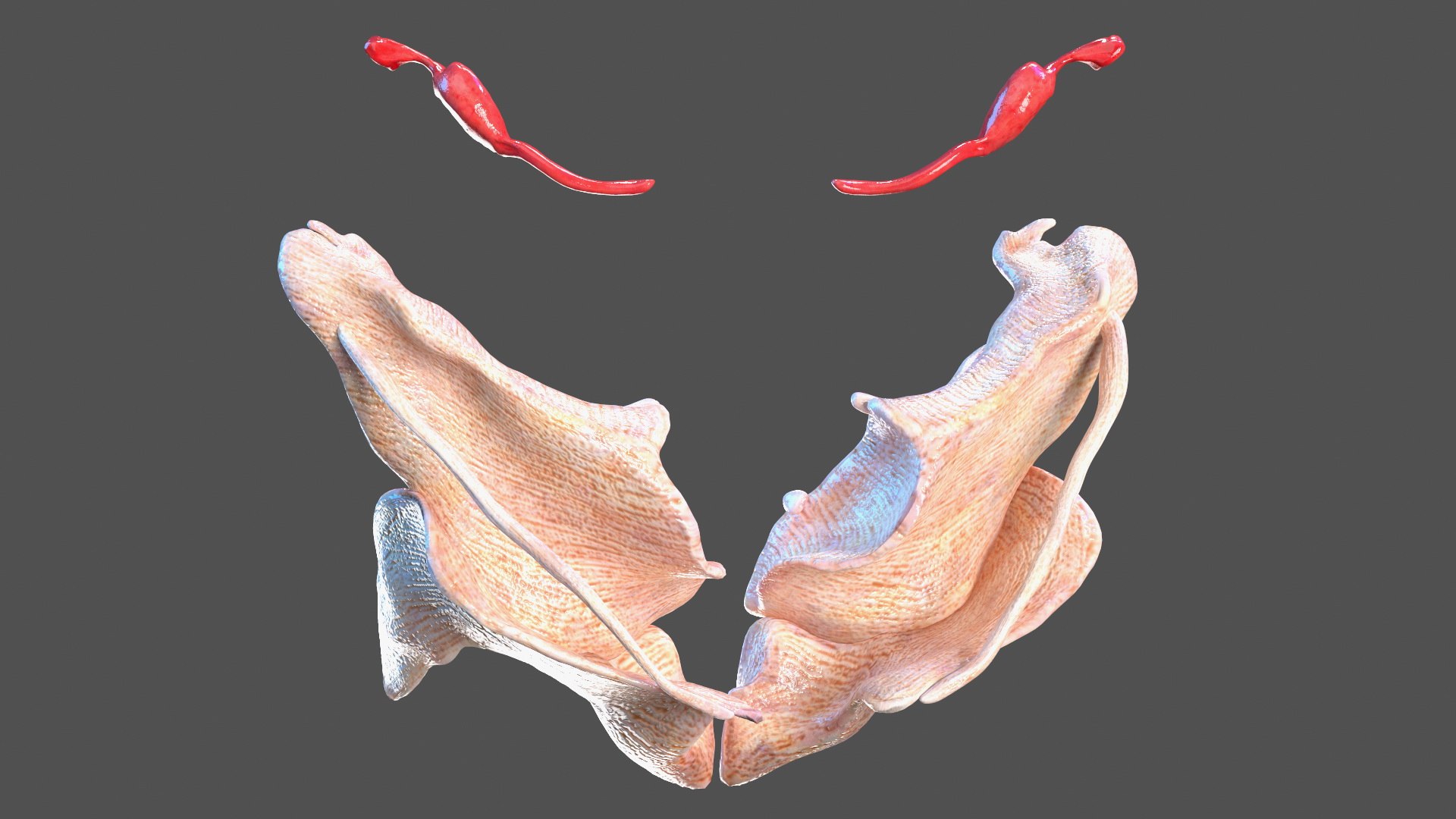 Girl Urogenital System 3D https://p.turbosquid.com/ts-thumb/Gg/NXbqnk/mt/girlurogenitalsystem3dsmodel005/jpg/1661744828/1920x1080/fit_q87/adb1be02c62a10e35b8513505e491e06e547b780/girlurogenitalsystem3dsmodel005.jpg