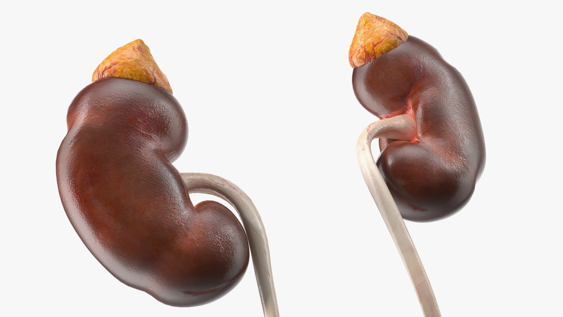 Girl Urogenital System 3D https://p.turbosquid.com/ts-thumb/Gg/NXbqnk/ng/girlurogenitalsystem3dsmodel014/jpg/1661744857/1920x1080/fit_q87/1b60a4ef257a3cd291c0a9338632c8b46e6e9c04/girlurogenitalsystem3dsmodel014.jpg