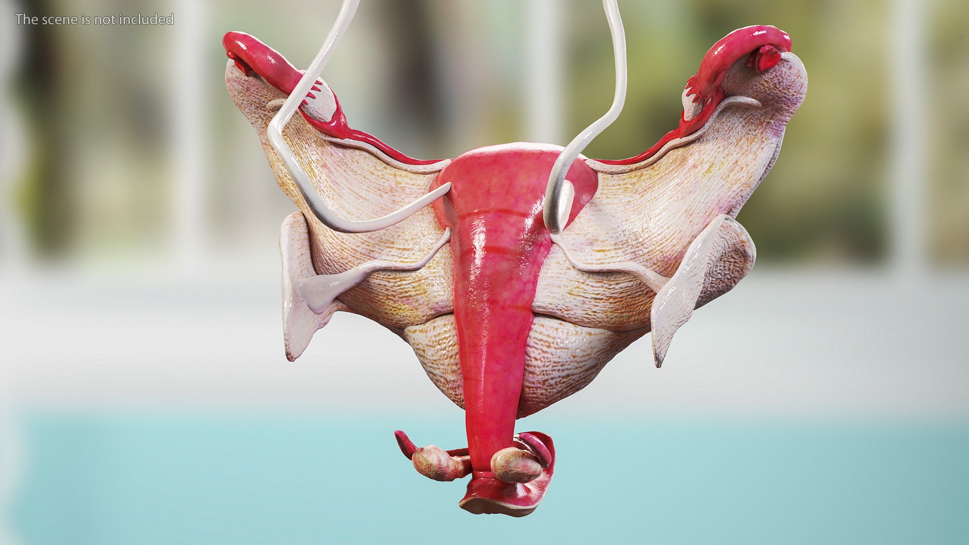 Girl Urogenital System 3D https://p.turbosquid.com/ts-thumb/Gg/NXbqnk/on/girlurogenitalsystem3dsmodel009/jpg/1661744841/1920x1080/fit_q87/fdb237b98e92a7fa019ff6ff95f23c01041ec6b4/girlurogenitalsystem3dsmodel009.jpg