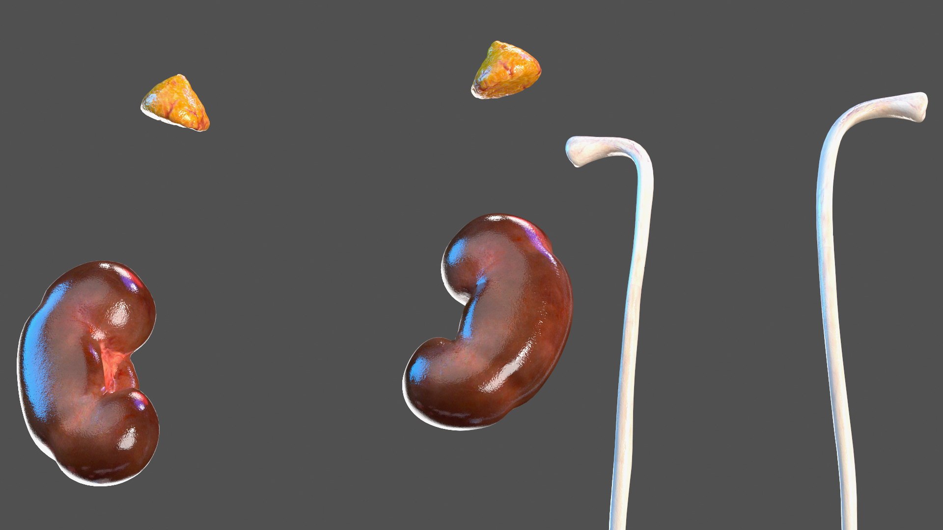 Girl Urogenital System 3D https://p.turbosquid.com/ts-thumb/Gg/NXbqnk/sR/girlurogenitalsystem3dsmodel004/jpg/1661744825/1920x1080/fit_q87/21551f083ee80bcee4474713ae60f1b88b28dd8c/girlurogenitalsystem3dsmodel004.jpg
