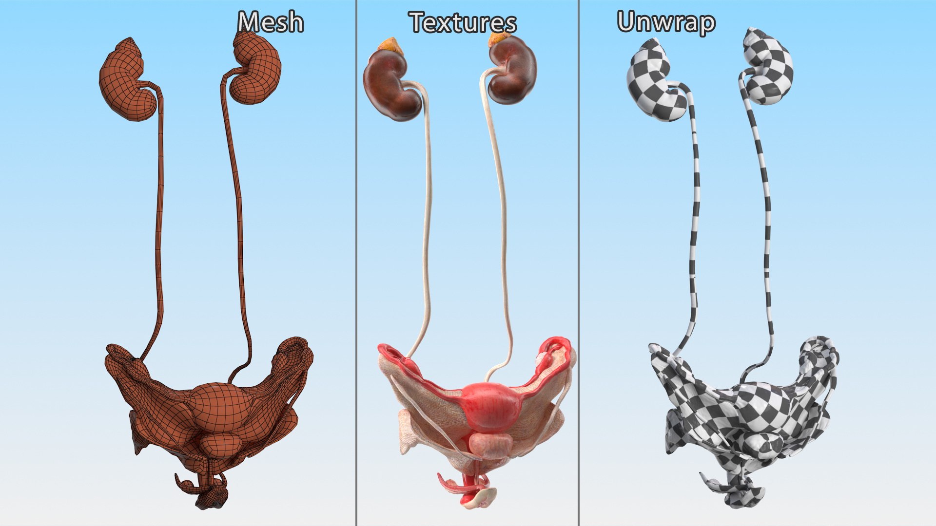 Girl Urogenital System 3D https://p.turbosquid.com/ts-thumb/Gg/NXbqnk/xJ/girlurogenitalsystem3dsmodel015/jpg/1661744861/1920x1080/fit_q87/5aff25a075ed3a47123a1331852f09e80b1aa9bd/girlurogenitalsystem3dsmodel015.jpg