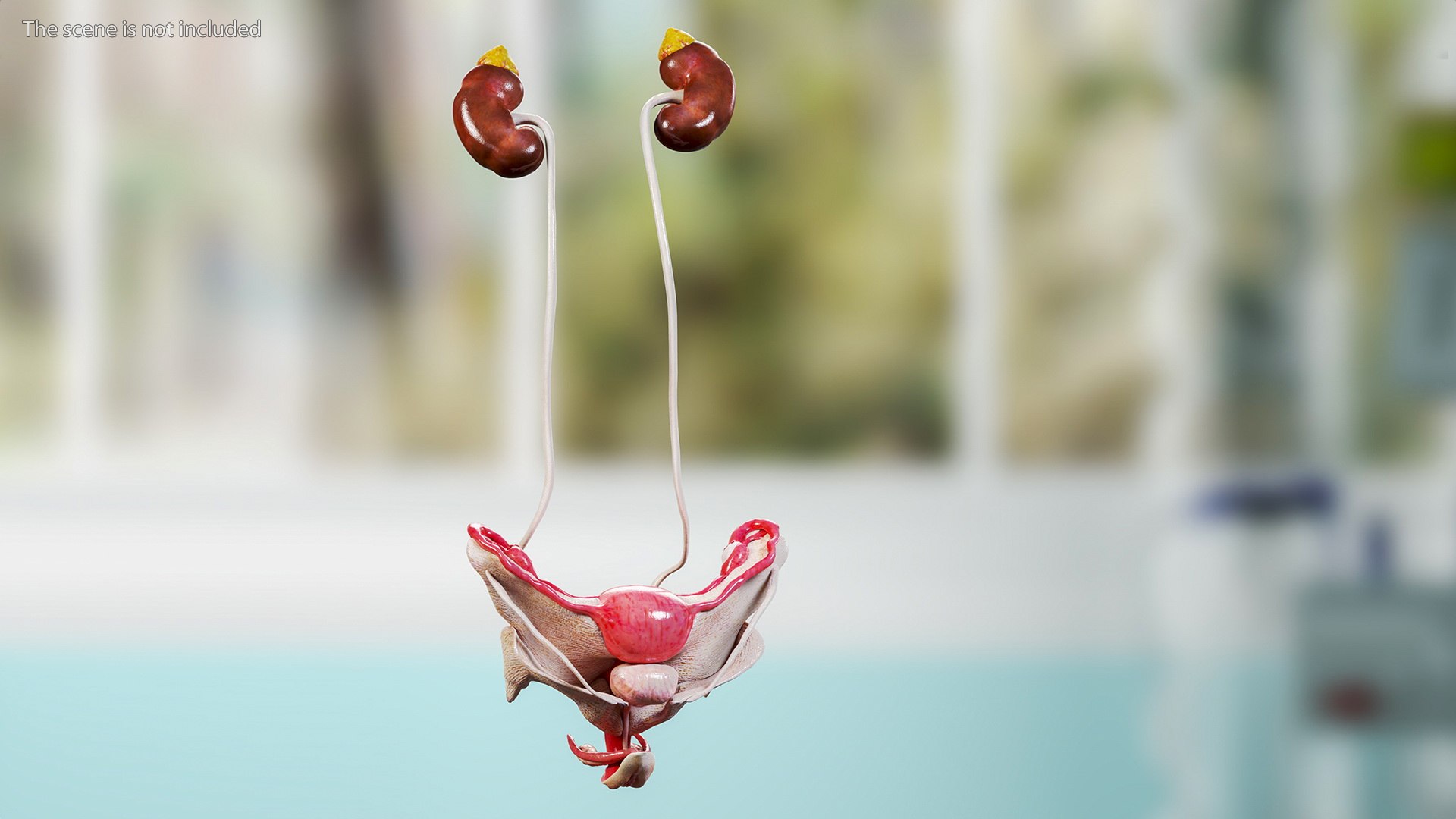 Girl Urogenital System 3D https://p.turbosquid.com/ts-thumb/Gg/NXbqnk/xS/girlurogenitalsystem3dsmodel006/jpg/1661744832/1920x1080/fit_q87/d218d2d83fd91874886bc43174364166c6d591eb/girlurogenitalsystem3dsmodel006.jpg
