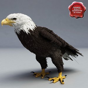 3d bald eagle pose 6 model